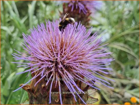 Cynara scolymus | Artisjok | Artischocke