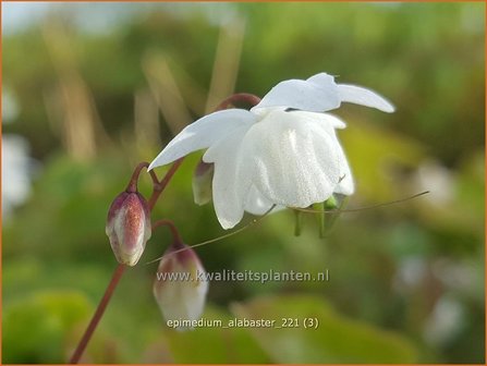 Epimedium &#039;Alabaster&#039;