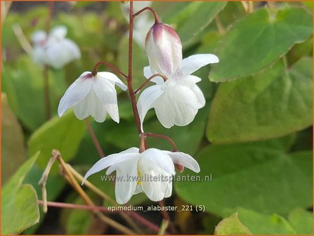 Epimedium &#039;Alabaster&#039;