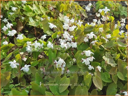 Epimedium &#039;Alabaster&#039;