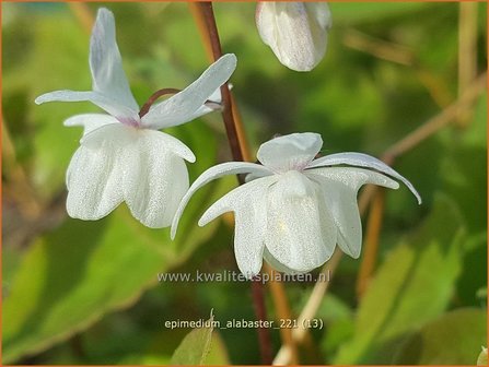 Epimedium &#039;Alabaster&#039;