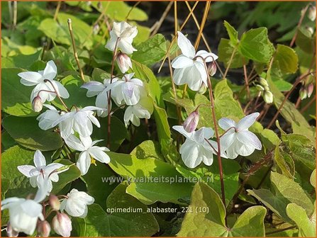 Epimedium &#039;Alabaster&#039;