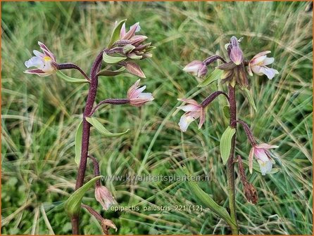 Epipactis palustris | Wespenorchis, Orchidee, Orchis | Sumpf-Stendelwurz