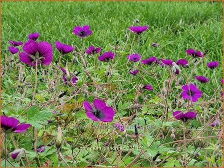 Geranium &#039;Sandrine&#039; | Ooievaarsbek, Tuingeranium | Storchschnabel