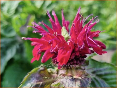 Monarda &amp;#39;Fireball&amp;#39; | Bergamotplant, Indianennetel | Indianernessel