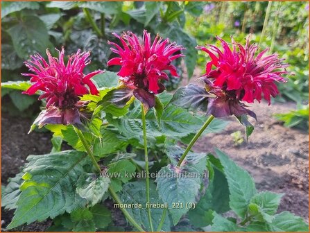 Monarda &amp;#39;Fireball&amp;#39; | Bergamotplant, Indianennetel | Indianernessel