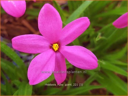 Rhodoxis &amp;#39;Ruby Giant&amp;#39; | Rapsterretje, Sterretjesgras | Grasstern