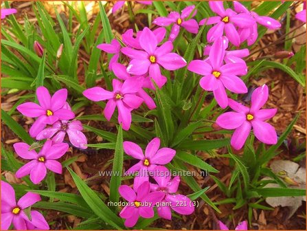 Rhodoxis &amp;#39;Ruby Giant&amp;#39; | Rapsterretje, Sterretjesgras | Grasstern