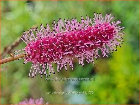 Sanguisorba &#039;Blackthorn&#039; | Pimpernel, Sorbenkruid | Wiesenknopf