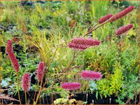 Sanguisorba &#039;Blackthorn&#039; | Pimpernel, Sorbenkruid | Wiesenknopf