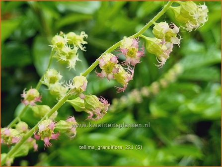 Tellima grandiflora | Franjekelk, Mijterloof | Falsche Alraunwurzel