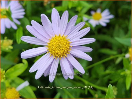 Kalimeris incisa &#039;J&uuml;rgen Wever&#039; | Zomeraster | Eingeschnittene Sch&ouml;naster | Japanese Aster