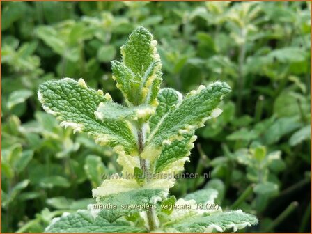 Mentha suaveolens &amp;#39;Variegata&amp;#39; | Witte munt, Munt | Buntbl&auml;ttrige Minze