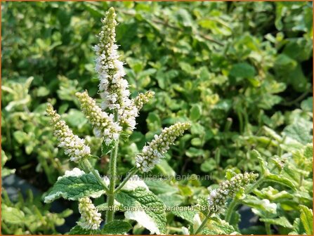 Mentha suaveolens &amp;#39;Variegata&amp;#39; | Witte munt, Munt | Buntbl&auml;ttrige Minze