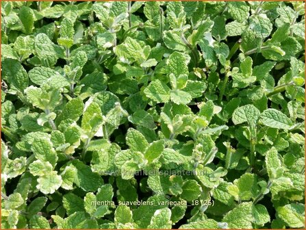 Mentha suaveolens &amp;#39;Variegata&amp;#39; | Witte munt, Munt | Buntbl&auml;ttrige Minze