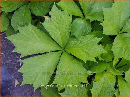 Rodgersia pinnata &amp;#39;Smaragd&amp;#39; | Schout-bij-nacht, Kijkblad | Fiederbl&auml;ttriges Schaublatt