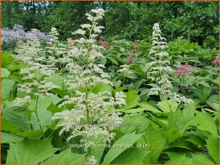 Rodgersia pinnata &amp;#39;Smaragd&amp;#39; | Schout-bij-nacht, Kijkblad | Fiederbl&auml;ttriges Schaublatt