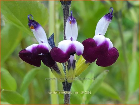 Salvia greggii &amp;#39;Amethyst Lips&amp;#39; | Herfstsalie, Salie, Salvia | Herbst-Strauch-Salbei