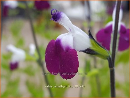 Salvia greggii &amp;#39;Amethyst Lips&amp;#39; | Herfstsalie, Salie, Salvia | Herbst-Strauch-Salbei