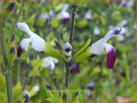 Salvia greggii &amp;#39;Amethyst Lips&amp;#39; | Herfstsalie, Salie, Salvia | Herbst-Strauch-Salbei