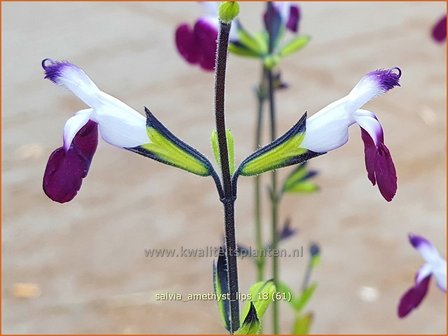 Salvia greggii &amp;#39;Amethyst Lips&amp;#39; | Herfstsalie, Salie, Salvia | Herbst-Strauch-Salbei