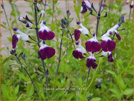 Salvia greggii &amp;#39;Amethyst Lips&amp;#39; | Herfstsalie, Salie, Salvia | Herbst-Strauch-Salbei