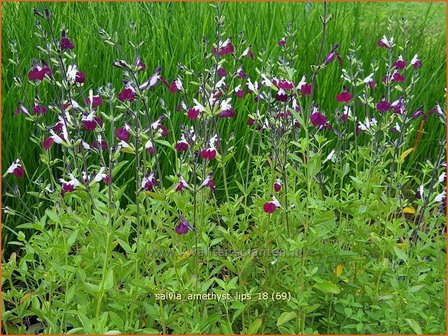 Salvia greggii &amp;#39;Amethyst Lips&amp;#39; | Herfstsalie, Salie, Salvia | Herbst-Strauch-Salbei