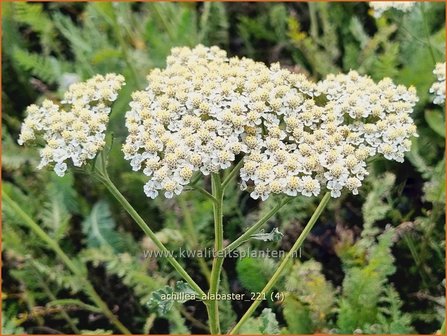 Achillea &amp;#39;Alabaster&amp;#39; | Duizendblad | Garbe