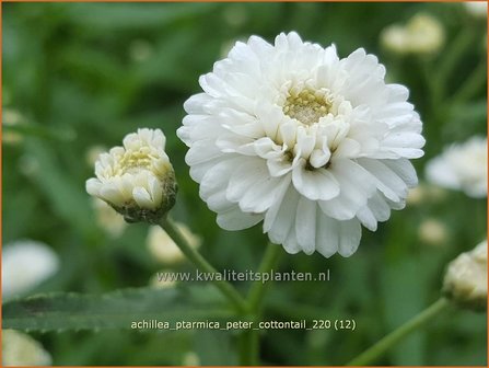 Achillea ptarmica &amp;#39;Peter Cottontail&amp;#39; | Hemdsknoopjes, Bertram, Duizendblad | Bertrams-Garbe