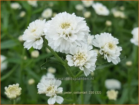 Achillea ptarmica &amp;#39;Peter Cottontail&amp;#39; | Hemdsknoopjes, Bertram, Duizendblad | Bertrams-Garbe