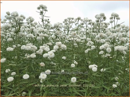 Achillea ptarmica &amp;#39;Peter Cottontail&amp;#39; | Hemdsknoopjes, Bertram, Duizendblad | Bertrams-Garbe