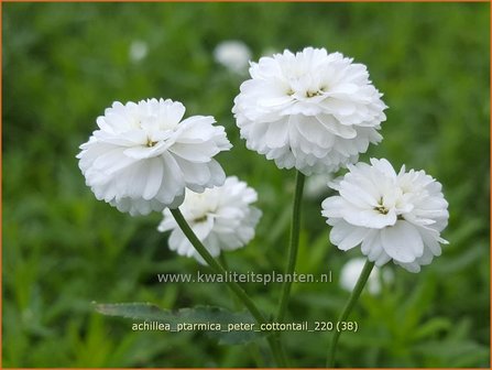 Achillea ptarmica &amp;#39;Peter Cottontail&amp;#39; | Hemdsknoopjes, Bertram, Duizendblad | Bertrams-Garbe