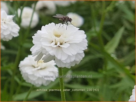 Achillea ptarmica &amp;#39;Peter Cottontail&amp;#39; | Hemdsknoopjes, Bertram, Duizendblad | Bertrams-Garbe