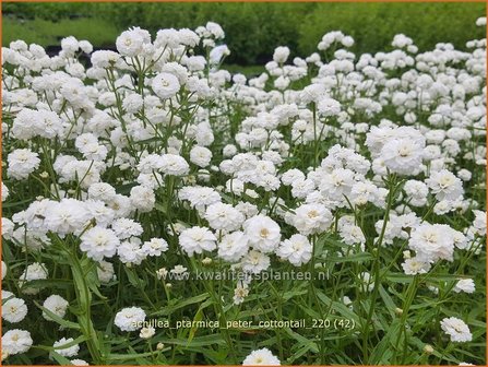 Achillea ptarmica &amp;#39;Peter Cottontail&amp;#39; | Hemdsknoopjes, Bertram, Duizendblad | Bertrams-Garbe