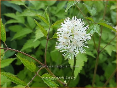 Actaea pachypoda | Christoffelkruid | Wei&szlig;fr&uuml;chtiges Christophskraut