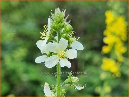 Agrimonia eupatoria &amp;#39;Alba&amp;#39; | Agrimonie | Kleiner Odermennig