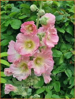 Alcea ficifolia | Vijgenbladstokroos, Stokroos | Feigenbl&auml;ttrige Stockrose