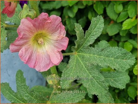 Alcea ficifolia | Vijgenbladstokroos, Stokroos | Feigenbl&auml;ttrige Stockrose