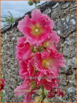 Alcea rosea &#039;Radiant Rose&#039;