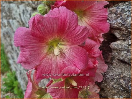 Alcea rosea &#039;Radiant Rose&#039;