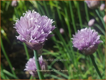 Allium schoenoprasum &amp;#39;Curly Mauve&amp;#39; | Bieslook, Look | Schnittlauch