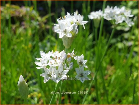 Allium tuberosum | Knoflookbieslook, Chinese bieslook, Look, Sierui | Schnittknoblauch