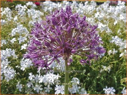 Allium &amp;#39;Violet Beauty&amp;#39; | Sierui, Look | Lauch