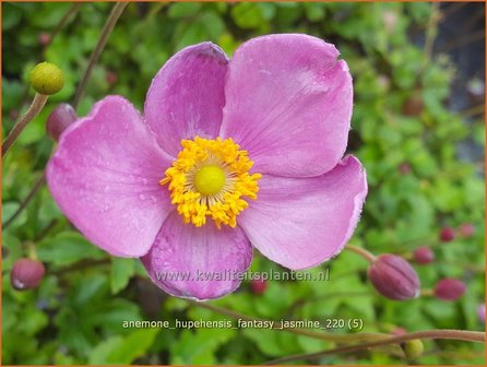 Anemone hupehensis &amp;#39;Fantasy Jasmine&amp;#39; | Herfstanemoon, Japanse anemoon, Anemoon | Herbstanemone