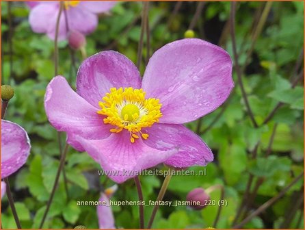 Anemone hupehensis &amp;#39;Fantasy Jasmine&amp;#39; | Herfstanemoon, Japanse anemoon, Anemoon | Herbstanemone