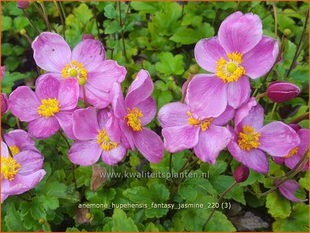 Anemone hupehensis &amp;#39;Fantasy Jasmine&amp;#39; | Herfstanemoon, Japanse anemoon, Anemoon | Herbstanemone