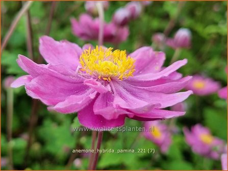 Anemone hybrida &amp;#39;Pamina&amp;#39; | Herfstanemoon, Japanse anemoon, Anemoon | Herbstanemone