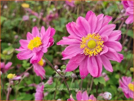 Anemone hybrida &amp;#39;Pamina&amp;#39; | Herfstanemoon, Japanse anemoon, Anemoon | Herbstanemone