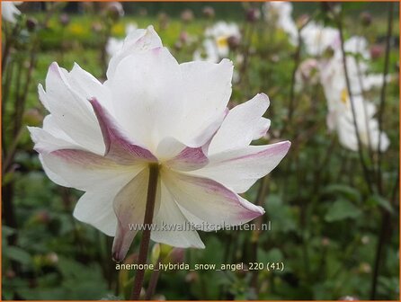 Anemone hybrida &amp;#39;Snow Angel&amp;#39; | Herfstanemoon, Japanse anemoon, Anemoon | Herbstanemone