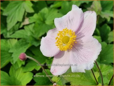 Anemone tomentosa &amp;#39;Albadura&amp;#39; | Herfstanemoon, Anemoon | Filzige Herbst-Anemone